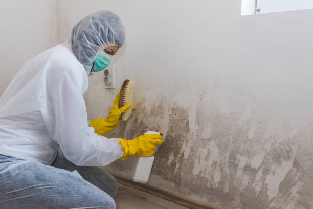 Best Mold Removal for HVAC Installations  in East Lake Orient Park, FL