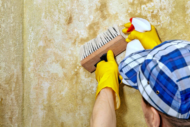 Best Mold Prevention Services  in East Lake Orient Park, FL