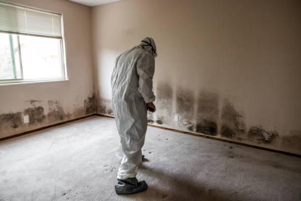 Best Water Damage & Mold Remediation  in East Lake Orient Park, FL